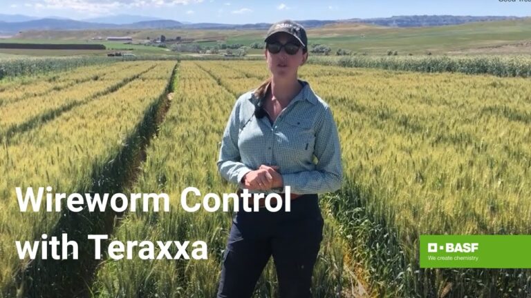 Understanding the Benefits of Reddy Anna ID for Modern Professionals